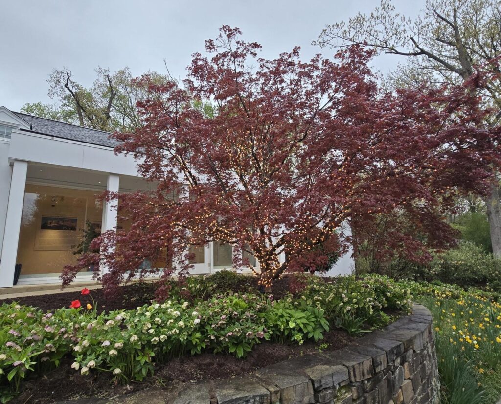 White building with blooming tree in foreground